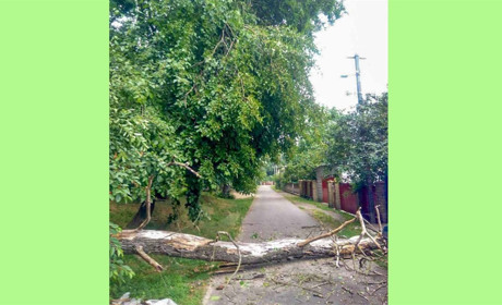 В Кагарлику повалені негодою дерева пошкодили лінію електропередачі та ворота біля будинку