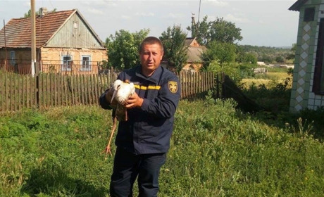 Беда стряслась с жилищем аиста, на помощь птице пришли спасатели