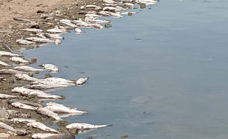 Масова загибель риби у Хаджибейському лимані: що сталося (фото, відео)