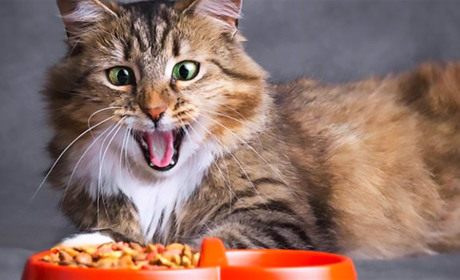 Сухий корм для котів Nature's Protection: збалансоване харчування для здоров’я та активності