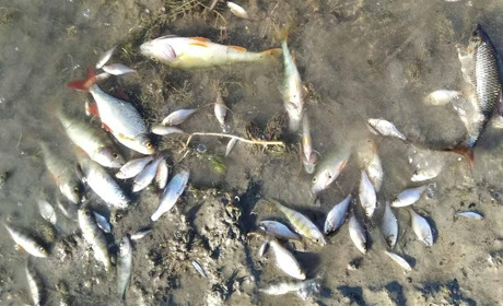 У забрудненому Сейму загинула риба: утримуйтесь від купання та не вживайте рибу з річки