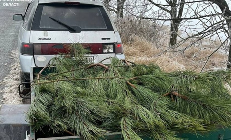 У П'ятихатках зловили чоловіка з соснами на які не було документів