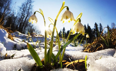 На початку наступного тижня очікуємо дощу та мокрого снігу: прогноз погоди на Сумщині та в Україні