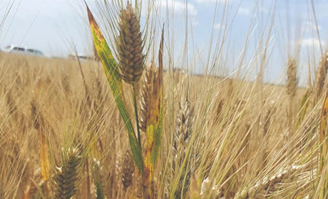 Аграрии ознакомились с новыми сортами зерновых и обменялись опытом