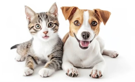 5 обов’язкових товарів для догляду за вашим улюбленцем