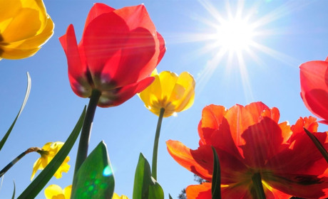 Синоптики розповіли про погодні підсумки травня на Сумщині