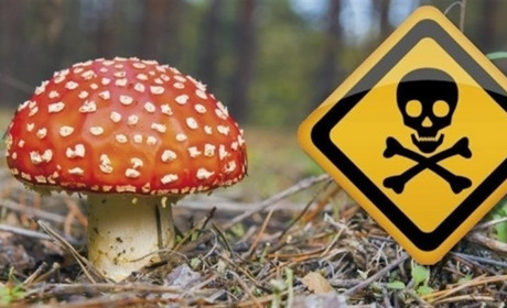 Грибний сезон: є випадки отруєння. Перша допомога постраждалим