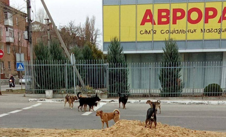 У Новій Каховці, Таврійську, Генічеську немає вакцини від сказу