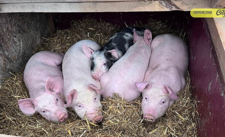 На базарі у Переяславі продавали поросят по 4 тисячі за одне, а зерно – по 70-130 грн за відро