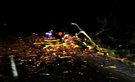 На Старокостянтинівщині буревій звалив дерево на дорогу