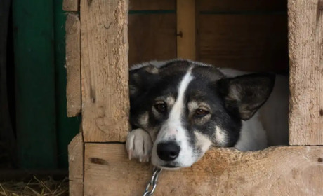 На Житомирщині дівчина вистрілила в собаку, а відео поширила в соцмережах
