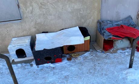 Небайдужі барчани допомагають вуличним тваринам пережити морози