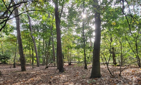 Погода у Гадячі на тиждень: мінлива та примхлива