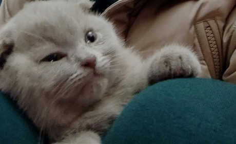 Чий котик на херсонському вокзалі підкорив соцмережі: під час обстрілу він перебував в укритті