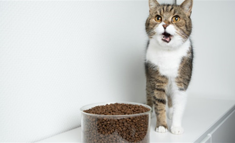 Як підібрати сухий корм 10 кг для кота