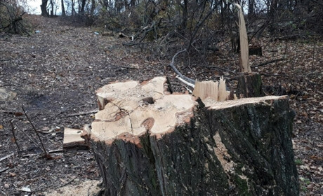 Жителі прифронтових територій зможуть безкоштовно заготовляти паливну деревину для побутових потреб