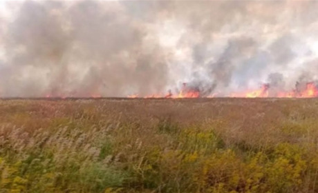 В Асканії-Новій за два тижні вигоріло чверть заповідного степу