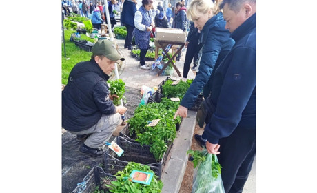 Розсада – основний товар на базарі. Але капусти було мало. Репортаж з недільних торгів