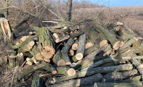 У Самарському вирубували дерева акації: затримано трьох чоловіків