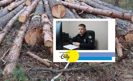 Три кримінальні провадження і 64 кубів лісу вилучено - інцидент у довговільському лісі. Дані поліції