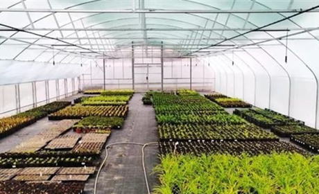 Уряд затвердив програми безповоротних грантів на створення теплиць і садів: як отримати буковинцям