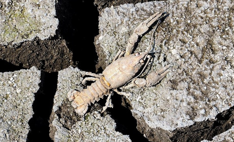 Жахіття на дні Каховського водосховища