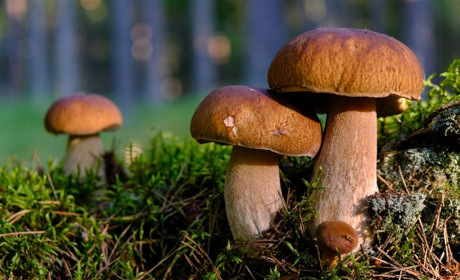 Лісові трофеї: якими грибами хизуються сарненці та що треба знати про їх збирання