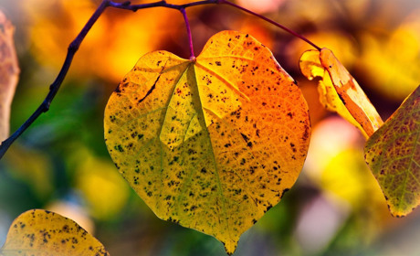 Якою буде погода у Сватовому і районі з 16 по 22 вересня: прогноз на тиждень