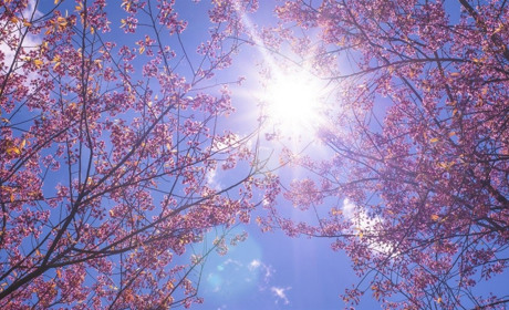 На вихідних потеплішає: прогноз погоди на Сумщині та в Україні