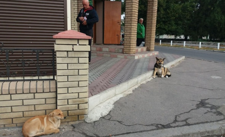 Безпритульні тварини — локальна проблема національного масштабу