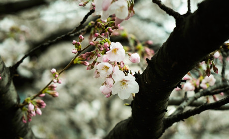 Якою буде погода у Сватовому і районі з 13 по 19 травня