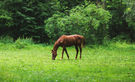 Провалився в яму разом із конем: на Сарненщині загинув багатодітний батько
