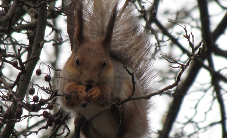 Уши с кисточкой, рога, хвосты, пятачки и иголки: что мы знаем о животных, живущих рядом с нами