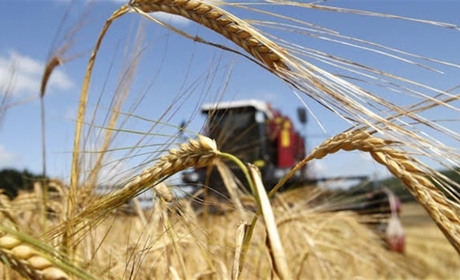 "Безгосподарне" зерно: окупанти вкрали у фермерів Луганщини майже 900 тонн збіжжя