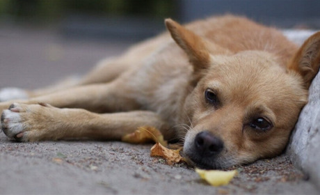 У Славуті зафіксували ймовірне отруєння безпритульних собак