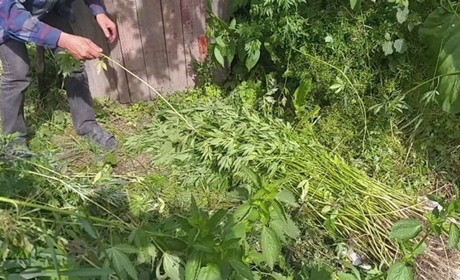 У мешканця Дружного поліцейські виявили на городі 365 рослин конопель