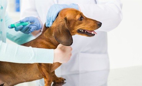 У Сватовому проти сказу буде безкоштовна вакцина для котів і собак