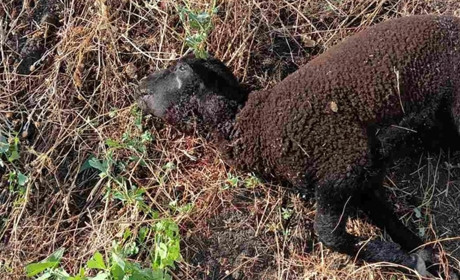 Вовки на Одещині в Роздільнянському районі знищили отару овець та серйозно поранили пастуха