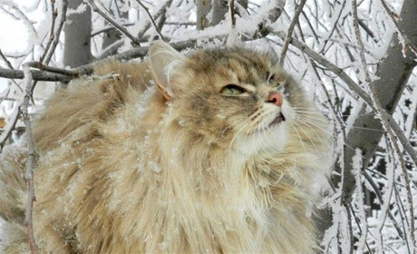 Погода на лівобережжі Херсонщини з 12 по 14 січня: прогноз Українського гідрометеоцентру