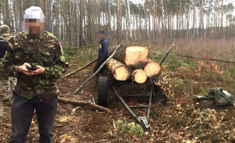 У селах Сарненського району поліцейські спіймали нелегальних лісорубів