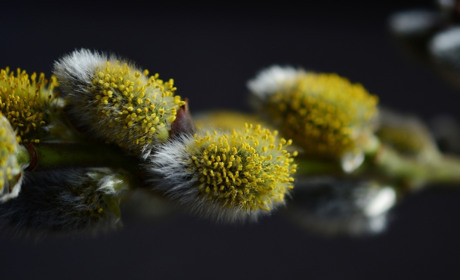 У Вербний тиждень на Сватівщині дощитиме: прогноз погоди з 19 по 25 квітня 2021