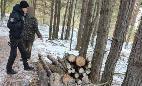 На Шосткинщині чоловік напиляв сосни на кримінальне провадження