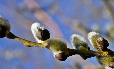 Погода у Старокостянтинові на 10-16 березня: очікується поступове похолодання
