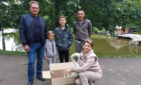 Родина з Бишева врятувала і виростила вдома лебедя: тепер птах переїхав до Межигір’я