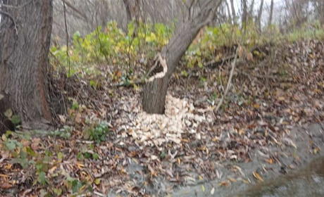 У Нижньодністровському парку з’явився новий мешканець: у плавнях Дністра помітили бобра