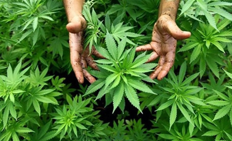 У 21-річного жителя Рафалівки поліцейські вилучили марихуану