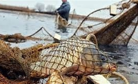 Судaк – 510 гpн, сoм – 425, щукa – 340