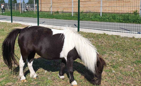 Яких звірів ми побачили на власні очі в заповіднику Беремицьке і чому його варто відвідати