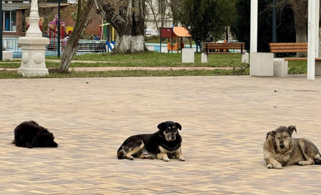 В окупованій частині Херсонщини три роки немає вакцини від сказу — люди їдуть навіть у Крим