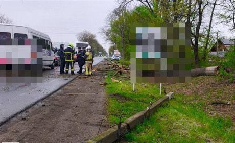 У Шипинцях через негоду дерево впало на дорогу та пошкодило автобус, у якому перебували діти